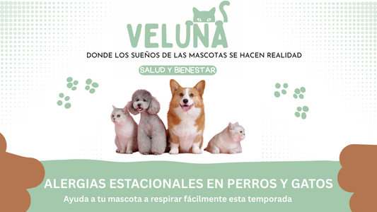 Imagen de Veluna Pets para un artículo sobre alergias estacionales, que muestra perros y gatos, con texto sobre el cuidado de su salud y bienestar.