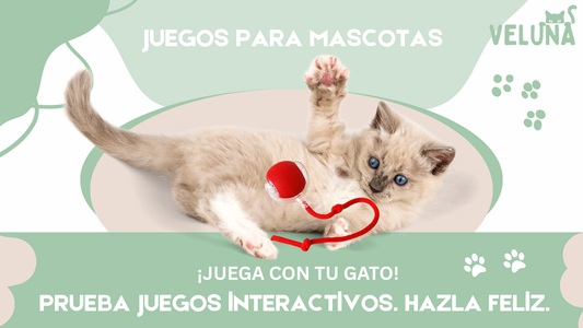 Cómo Reducir el Aburrimiento en Gatos con Juguetes y Juegos