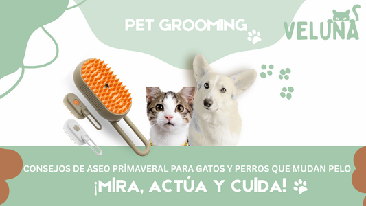 Consejos de Aseo Primaveral para Gatos y Perros que Mudan Pelo