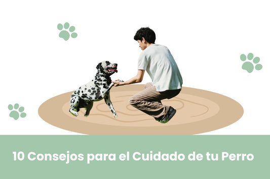 Consejos para el Cuidado de tu Perro