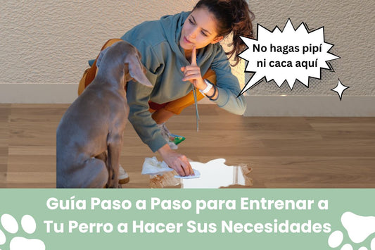 Cómo Entrenar a Tu Perro para Hacer sus Necesidades: Guía Paso a Paso