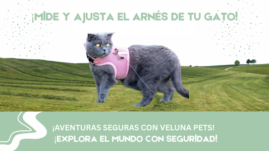 Cómo Medir y Elegir la Talla Correcta de un Arnés para Gatos