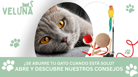 Por Qué El Juego Solo Es Importante Para Los Gatos