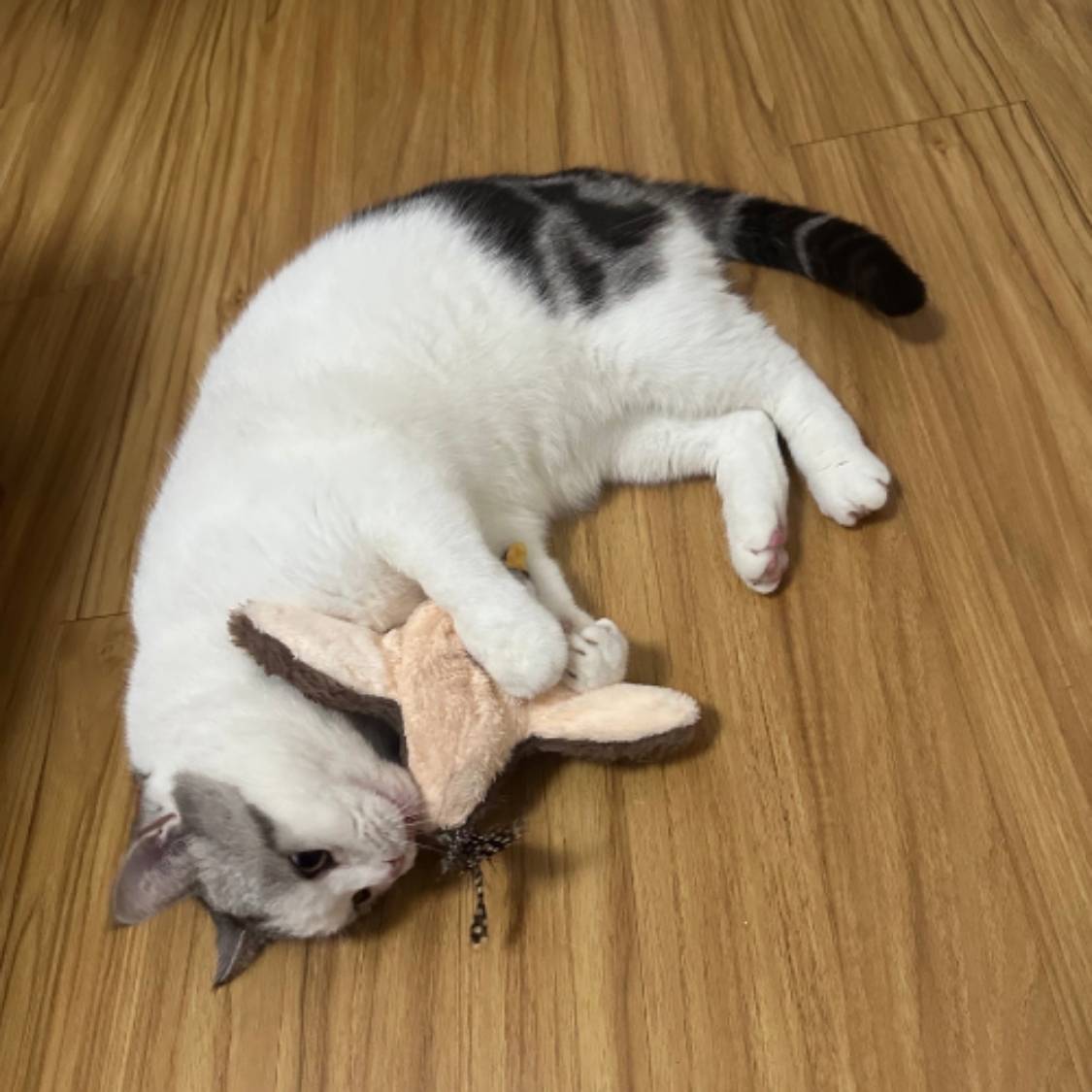 Juguete interactivo de pájaro para gatos