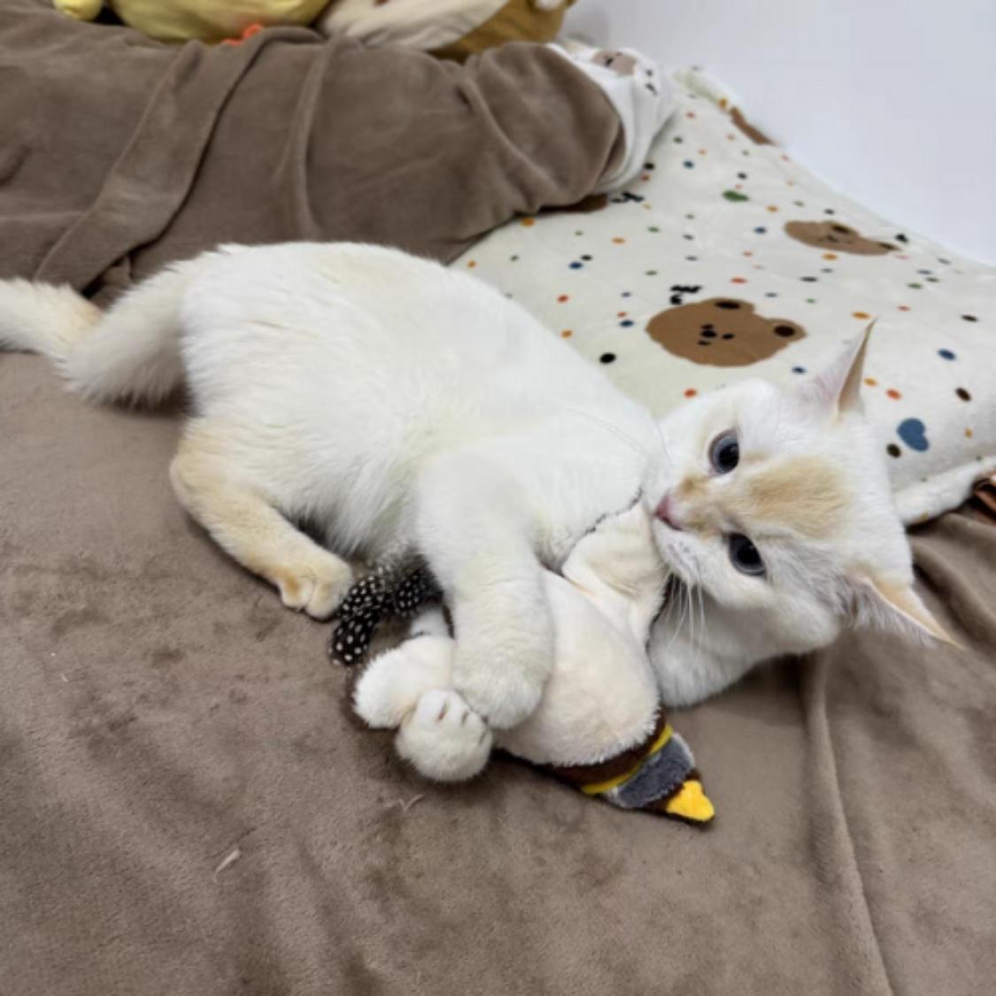 Juguete interactivo de pájaro para gatos