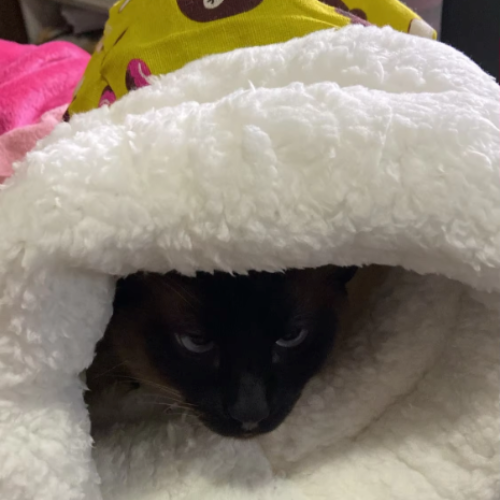 Bolsita acogedora y cómoda para gatos