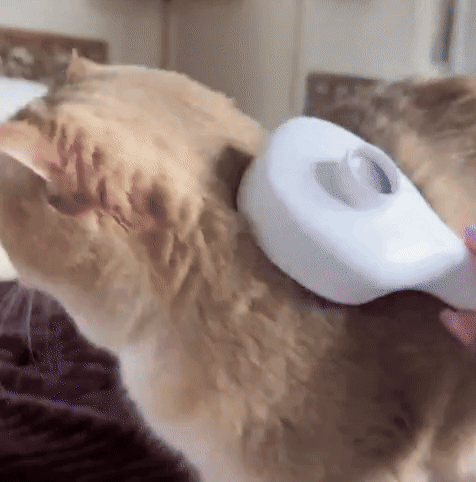 Cepillo de esterilización para un pelaje suave y saludable