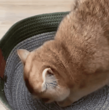 Cesta de algodón tejido para gatos