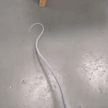 Bastón de juego interactivo para gatos