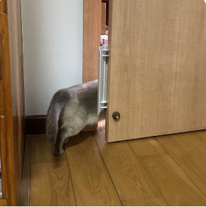 Puerta sin perforación para gatos